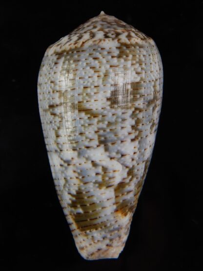 Pionoconus barbara 49,45 mm Gem-49185