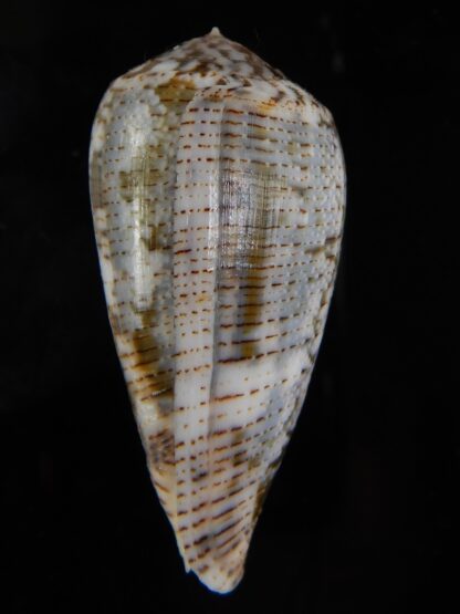 Pionoconus barbara 49,45 mm Gem-49188