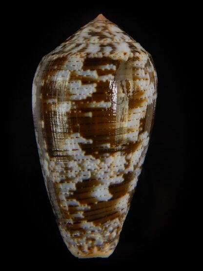 Pionoconus achatinus 45,35 mm Gem-49175