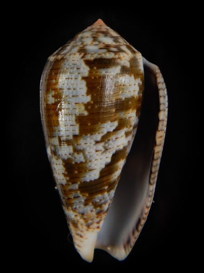 Pionoconus achatinus 45,35 mm Gem-49179