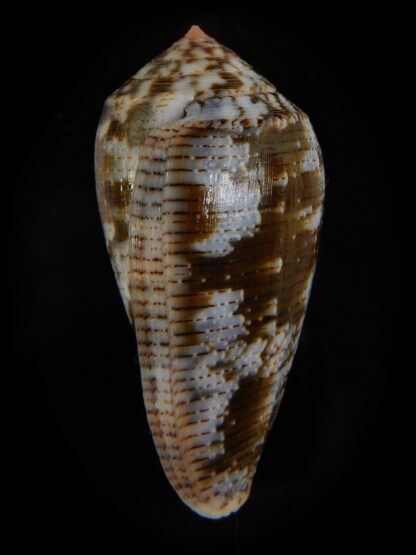 Pionoconus achatinus 45,35 mm Gem-49178
