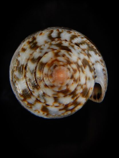 Pionoconus achatinus 45,35 mm Gem-49177