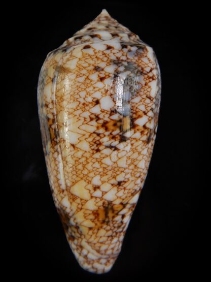 Cylinder victoriae complanatus 60,23 mm Gem-49146