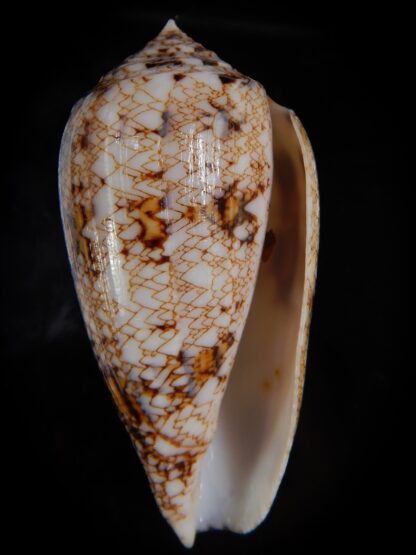 Cylinder victoriae complanatus 60,23 mm Gem-49147