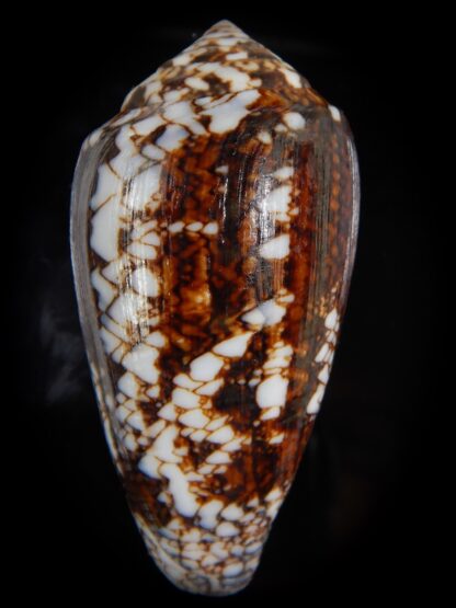 Conus victoriae 58,01 mm Gem-49166