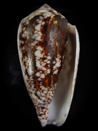 Conus victoriae 58,01 mm Gem-49167