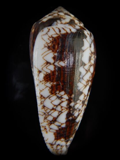 Conus victoriae 58,01 mm Gem-49169