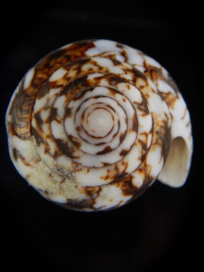 Conus victoriae 58,01 mm Gem-49168