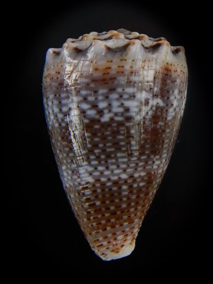 Virroconus encaustus 21,83 mm Gem-49403