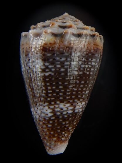 Virroconus encaustus 24,56 mm Gem -49424