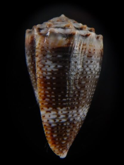 Virroconus encaustus 24,56 mm Gem -49422