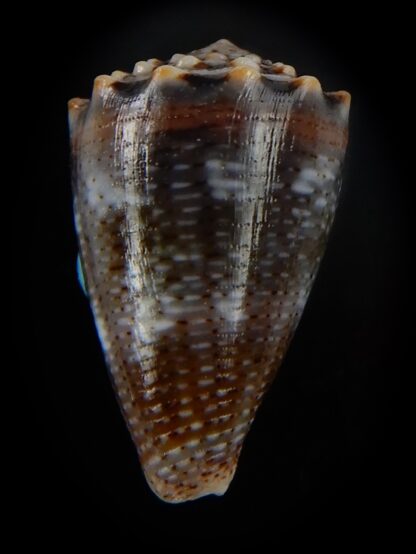 Virroconus encaustus 20,68 mm Gem-49395