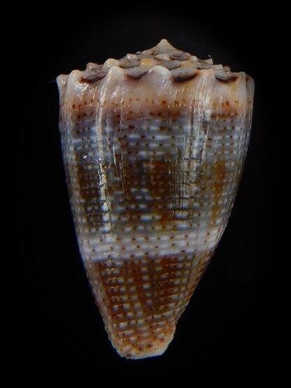 Virroconus encaustus 21,86 mm Gem -49411