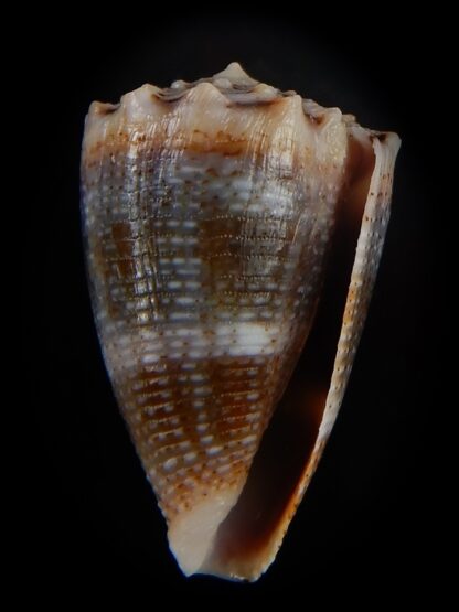 Virroconus encaustus 21,86 mm Gem -49414