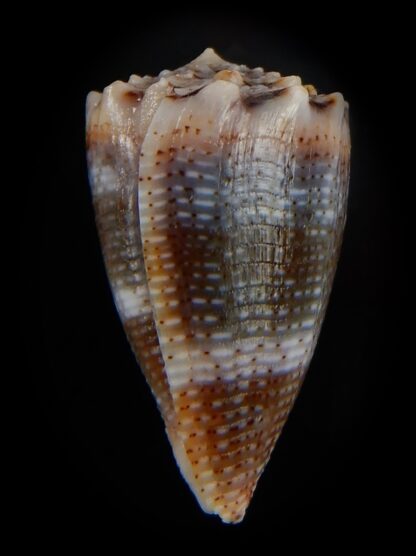 Virroconus encaustus 21,86 mm Gem -49415