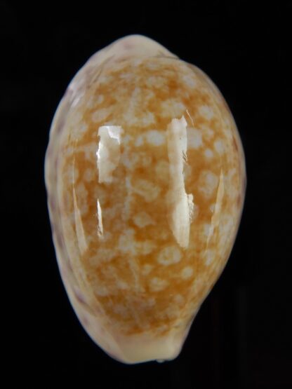 Ovatipsa chinensis whitworthi 31,76 mm Gem-49122