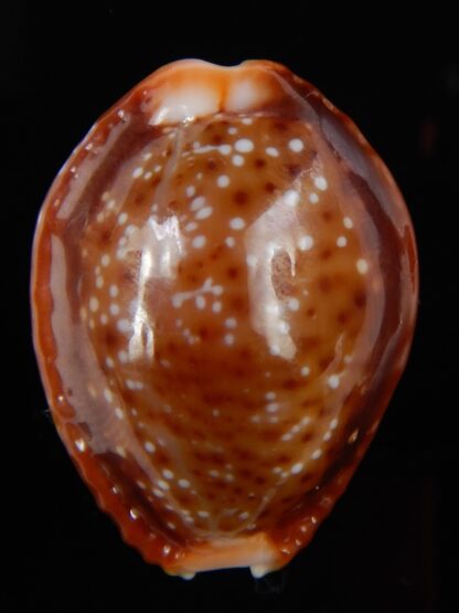 Naria helvola bellatrix 26,30 mm Gem -49095