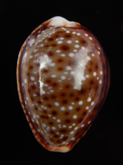 Naria helvola bellatrix 23,31 mm Gem-49067