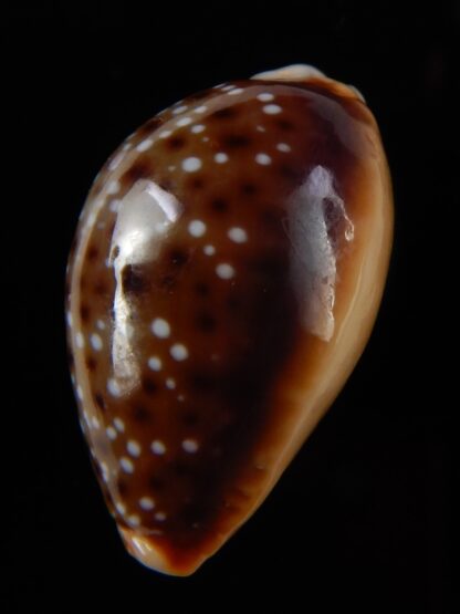 Naria helvola bellatrix 23,31 mm Gem-49069