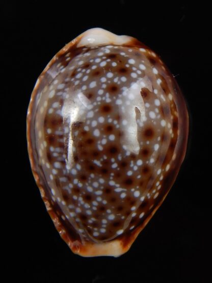 Naria helvola bellatrix 21,77 mm Gem-49053