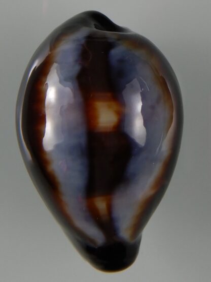 Erronea onyx onyx " SP pattern" 40,83 mm Gem-49218