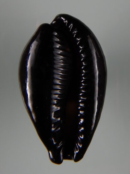 Erronea onyx onyx " SP pattern" 40,83 mm Gem-49223