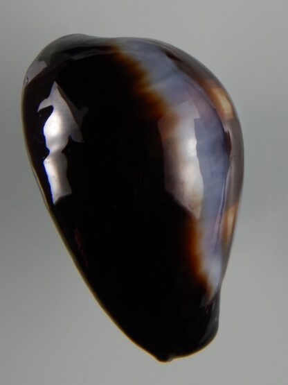 Erronea onyx onyx " SP pattern" 40,83 mm Gem-49222