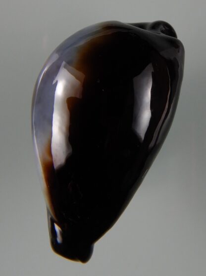 Erronea onyx onyx " SP pattern" 40,83 mm Gem-49219