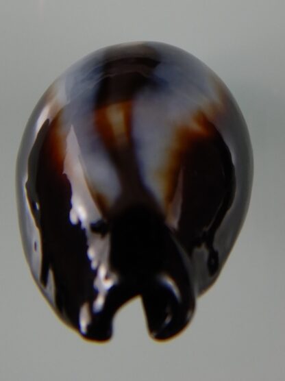Erronea onyx onyx " SP pattern" 40,83 mm Gem-49224