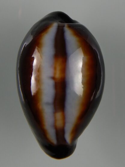 Erronea onyx onyx " SP pattern" 40,56 mm Gem-49197