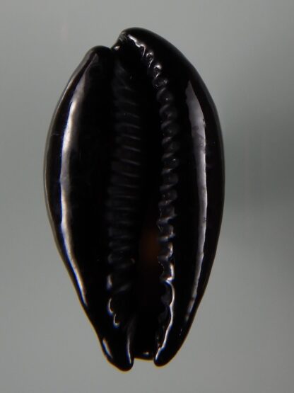 Erronea onyx onyx " SP pattern" 40,56 mm Gem-49198