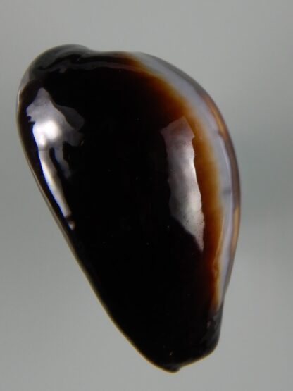 Erronea onyx onyx " SP pattern" 40,56 mm Gem-49199