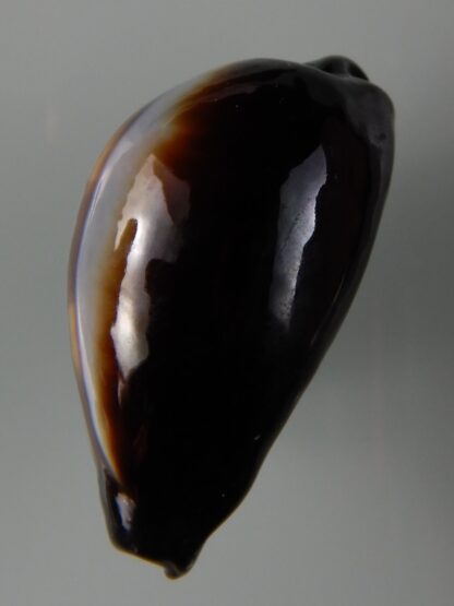 Erronea onyx onyx " SP pattern" 40,56 mm Gem-49201