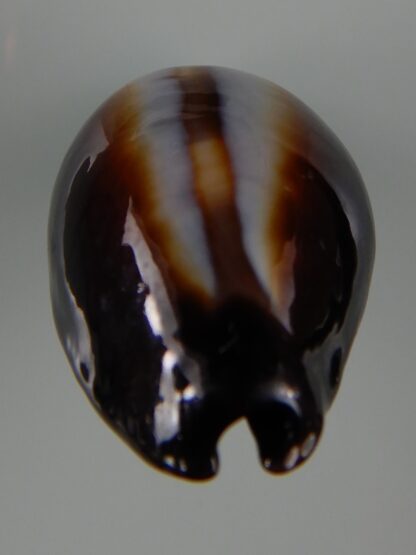 Erronea onyx onyx " SP pattern" 40,56 mm Gem-49200