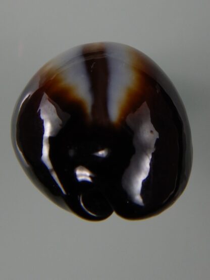 Erronea onyx onyx " SP pattern" 40,56 mm Gem-49202