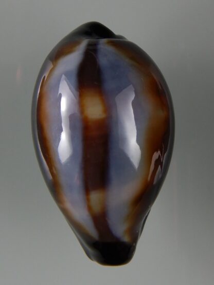 Erronea onyx onyx " SP pattern" 40,22 mm Gem-49239
