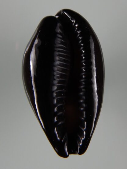 Erronea onyx onyx " SP pattern" 40,22 mm Gem-49240
