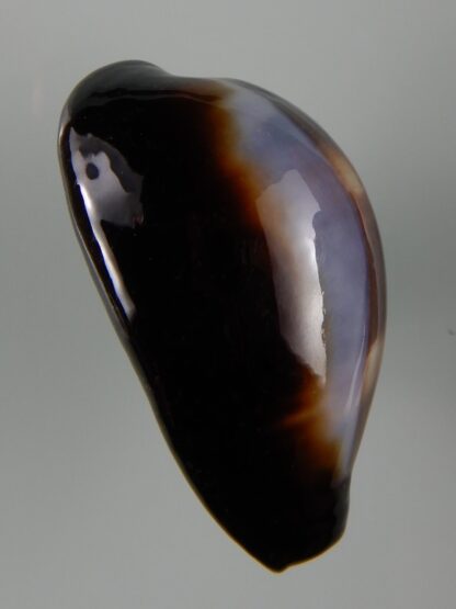 Erronea onyx onyx " SP pattern" 40,22 mm Gem-49245