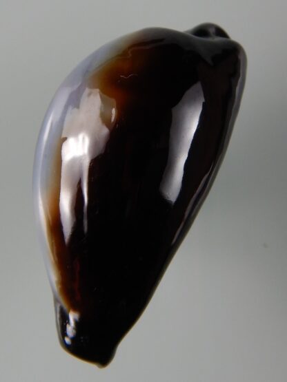 Erronea onyx onyx " SP pattern" 40,22 mm Gem-49244