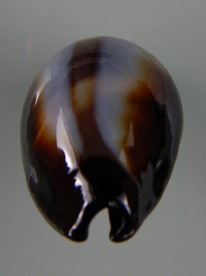 Erronea onyx onyx " SP pattern" 40,22 mm Gem-49241