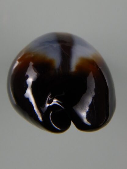 Erronea onyx onyx " SP pattern" 40,22 mm Gem-49242