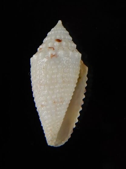 Rolaniconus suduirauti 18 mm Gem-49428