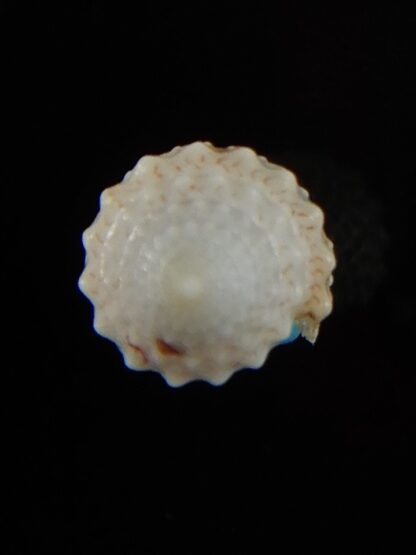 Rolaniconus suduirauti 18 mm Gem-49430