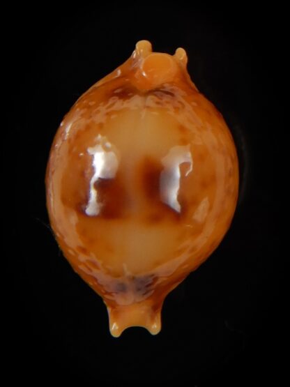 Pustularia bistrinotata samarensis 20,72 mm Gem-49747