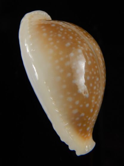 Naria miliaris miliaris...elongated... 34,36 mm Gem-49651