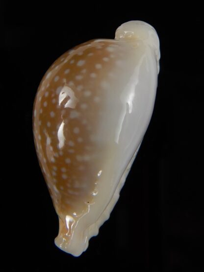 Naria miliaris miliaris...elongated... 34,36 mm Gem-49652