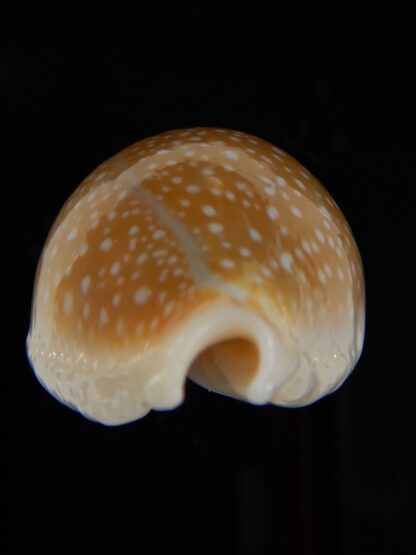 Naria miliaris miliaris...elongated... 34,36 mm Gem-49646