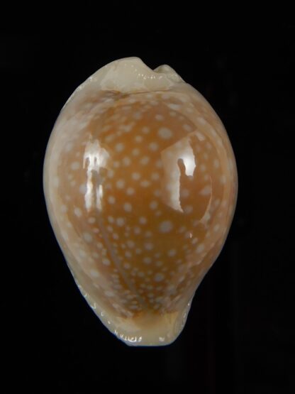 Naria miliaris miliaris...Ball shape... 28,04 mm Gem-49665