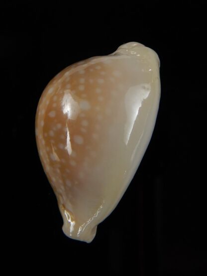 Naria miliaris miliaris...Ball shape... 28,04 mm Gem-49664