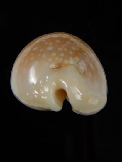 Naria miliaris miliaris...Ball shape... 28,04 mm Gem-49666